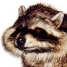 AnimatedFX animatronic raccoon puppet