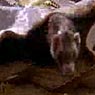 AnimatedFX animatronic ferret puppet from Along Came Polly